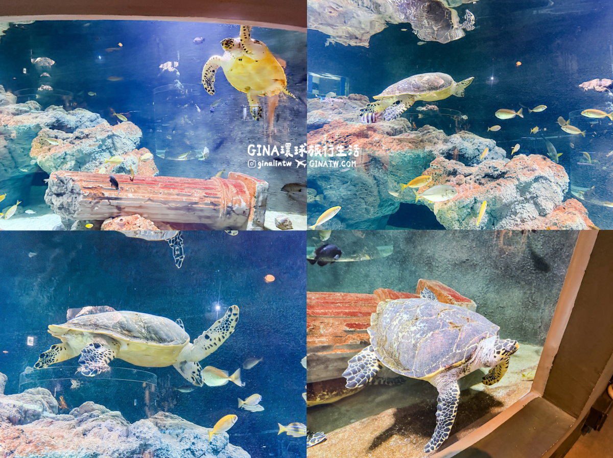 【韓國大田景點2026】大田水族館票價及美人魚表演時刻表、大田購物必去新世界百貨 @GINA環球旅行生活