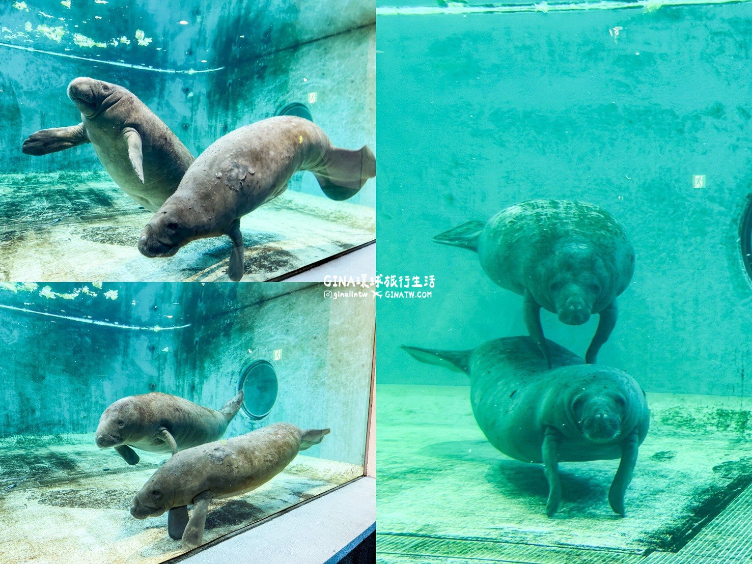 【沖繩Fun Pass攻略2026】沖繩必去美麗海水族館套票優惠、沖繩旅遊必買 Fun Pass觀光巴士接送一日遊 @GINA環球旅行生活 【沖繩Fun Pass攻略2026】沖繩必去美麗海水族館套票優惠、沖繩旅遊必買 Fun Pass觀光巴士接送一日遊 @GINA環球旅行生活