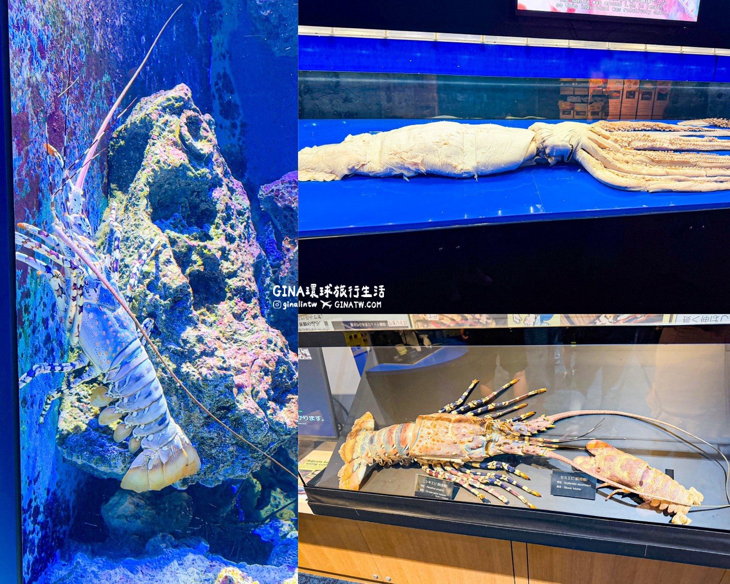 【沖繩Fun Pass攻略2026】沖繩必去美麗海水族館套票優惠、沖繩旅遊必買 Fun Pass觀光巴士接送一日遊 @GINA環球旅行生活 【沖繩Fun Pass攻略2026】沖繩必去美麗海水族館套票優惠、沖繩旅遊必買 Fun Pass觀光巴士接送一日遊 @GINA環球旅行生活