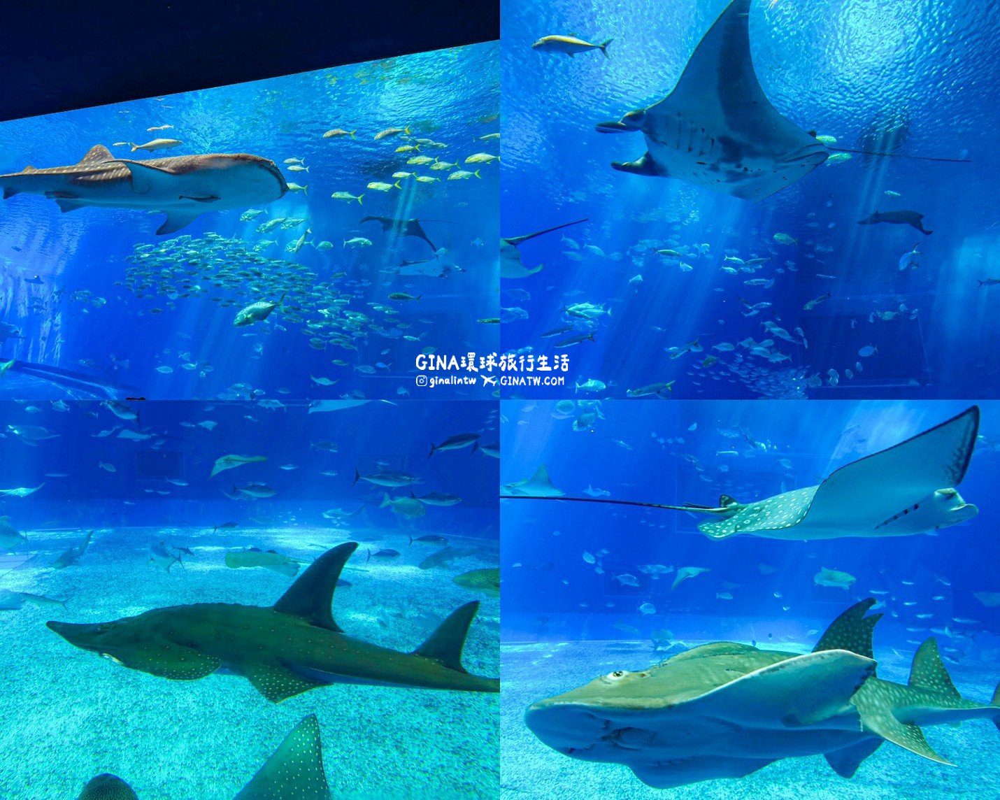 【沖繩Fun Pass攻略2026】沖繩必去美麗海水族館套票優惠、沖繩旅遊必買 Fun Pass觀光巴士接送一日遊 @GINA環球旅行生活 【沖繩Fun Pass攻略2026】沖繩必去美麗海水族館套票優惠、沖繩旅遊必買 Fun Pass觀光巴士接送一日遊 @GINA環球旅行生活