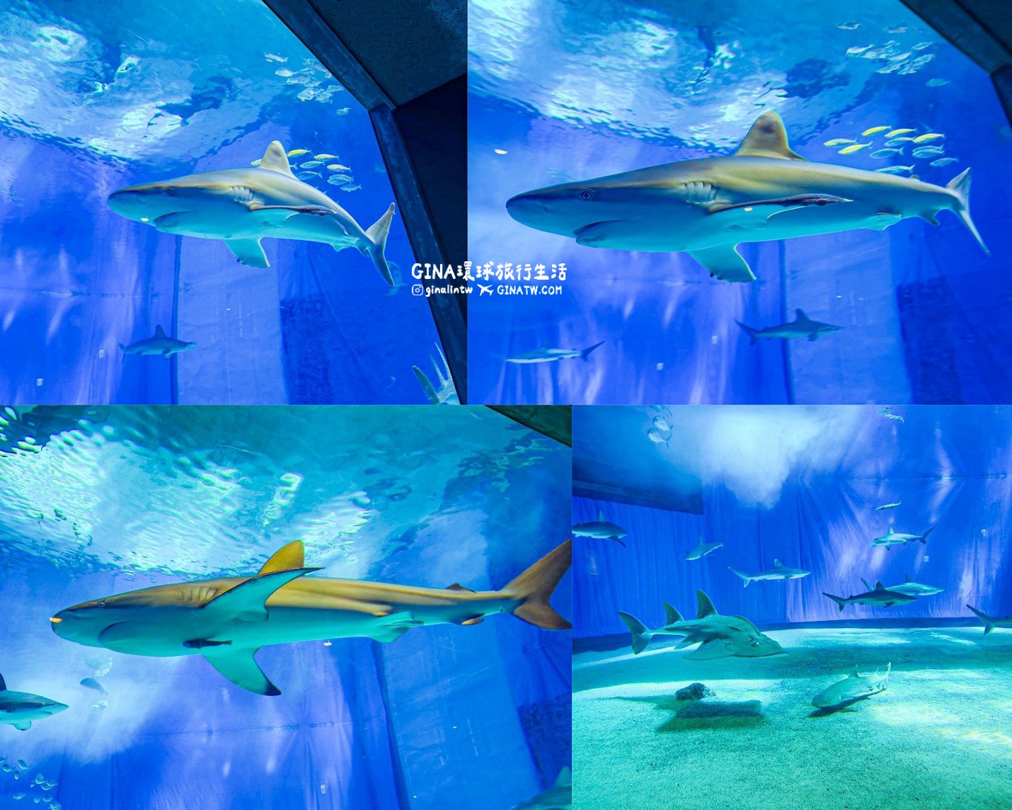 【沖繩Fun Pass攻略2026】沖繩必去美麗海水族館套票優惠、沖繩旅遊必買 Fun Pass觀光巴士接送一日遊 @GINA環球旅行生活 【沖繩Fun Pass攻略2026】沖繩必去美麗海水族館套票優惠、沖繩旅遊必買 Fun Pass觀光巴士接送一日遊 @GINA環球旅行生活