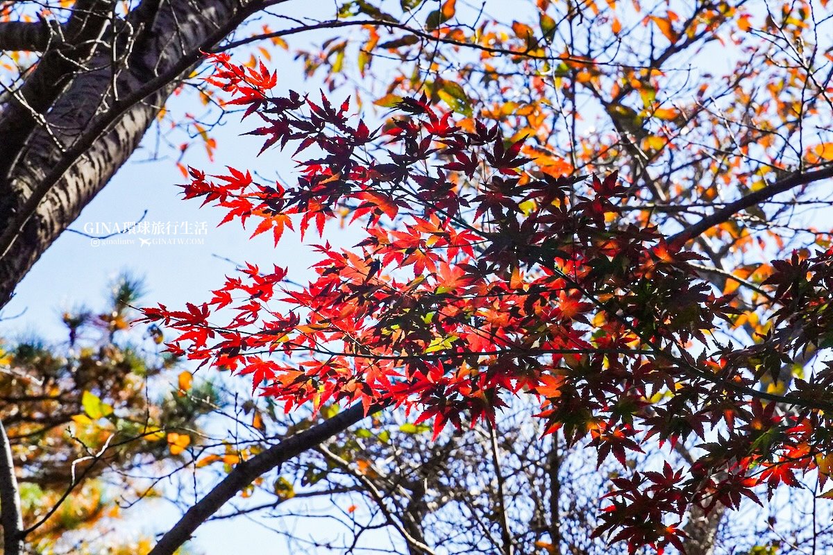 【光州自由行】光州景點 芝山遊園區吊椅(纜車)、單軌列車門票2025 韓國光州賞楓、銀杏 @GINA環球旅行生活 【光州自由行】光州景點 芝山遊園區吊椅(纜車)、單軌列車門票2025 韓國光州賞楓、銀杏 @GINA環球旅行生活