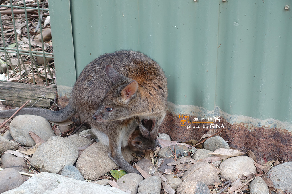 【2023 雪梨景點】Featherdale 野生動物園｜袋鼠、抱無尾熊一次滿足（免費跟無尾熊拍照哦！）悉尼一日團 @GINA環球旅行生活