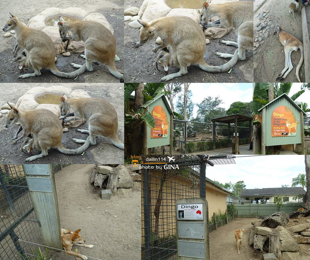 【雪梨景點】2021 Featherdale 野生動物園｜袋鼠、無尾熊一次滿足（免費跟無尾熊拍照哦！）悉尼一日團 @GINA環球旅行生活