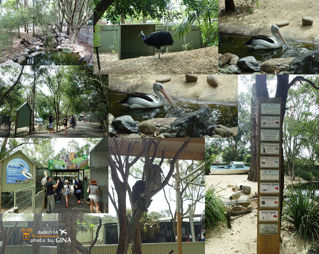 【2023 雪梨景點】Featherdale 野生動物園｜袋鼠、抱無尾熊一次滿足（免費跟無尾熊拍照哦！）悉尼一日團 @GINA環球旅行生活