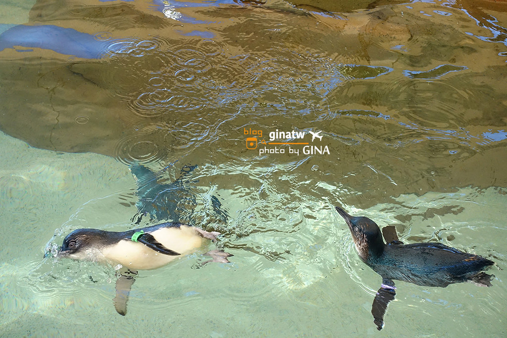 【2023澳洲海洋世界】黃金海岸－海洋世界攻略（Gold Coast Sea World）可愛海豚、海豹、企鵝一次通通看 @GINA環球旅行生活