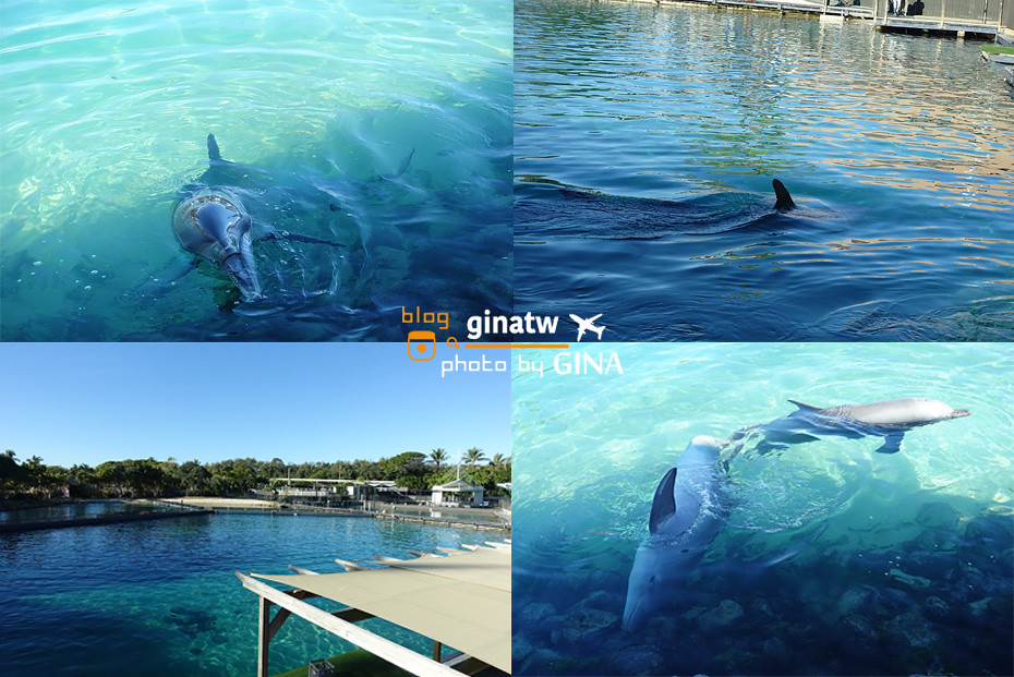 【昆士蘭自由行】澳洲黃金海岸｜2022海洋世界攻略（Gold Coast Sea World）可愛海豚、海豹、企鵝一次通通看 @GINA環球旅行生活