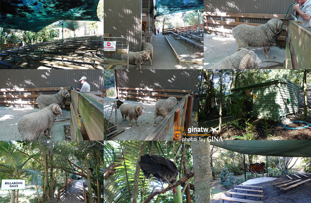 【黃金海岸景點】2024可倫賓野生動物園Currumbin Wildlife Sanctuary看抱無尾熊跟袋鼠囉！近布里斯本 @GINA環球旅行生活