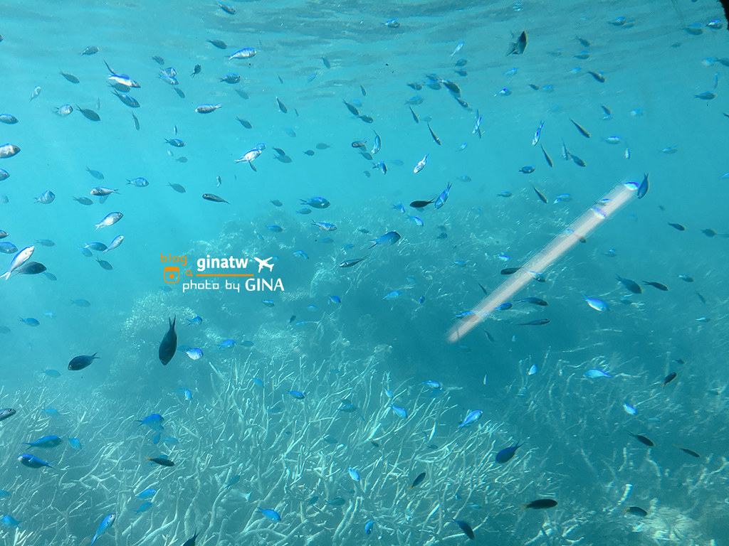 【凱恩斯自由行】2024澳洲大堡礁大冒險號－諾曼外堡礁｜海上Buffet吃到飽、外堡礁游泳看大堡礁、凱恩斯深潛、水上摩托車 @GINA環球旅行生活