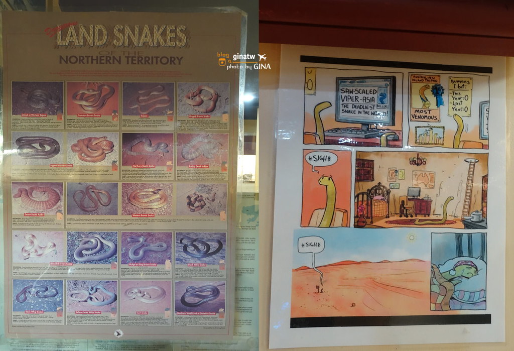 【愛麗斯泉景點】澳洲北領地｜爬行動物中心（Alice Springs Reptile Centre） @GINA環球旅行生活