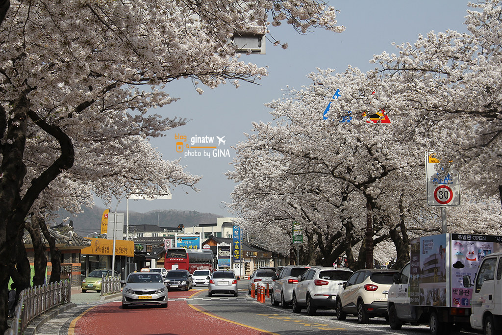 【慶州賞櫻】韓國櫻花必去！整個城市都是－櫻花大道美到不行！推薦追櫻必來！！ @GINA環球旅行生活
