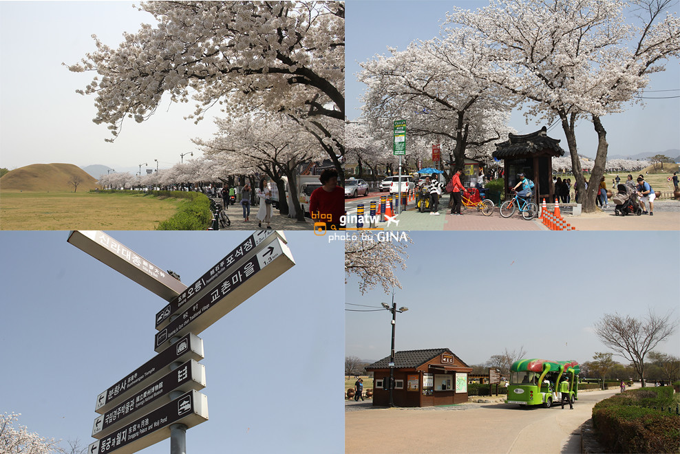 【慶州賞櫻】韓國櫻花必去！整個城市都是－櫻花大道美到不行！推薦追櫻必來！！ @GINA環球旅行生活