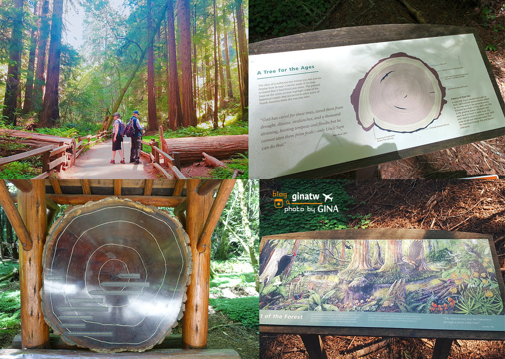 【2023舊金山景點】北部墨爾紅木公園｜穆爾森林國家紀念地（Muir Woods National Monument）一個人旅行半日遊 @GINA環球旅行生活