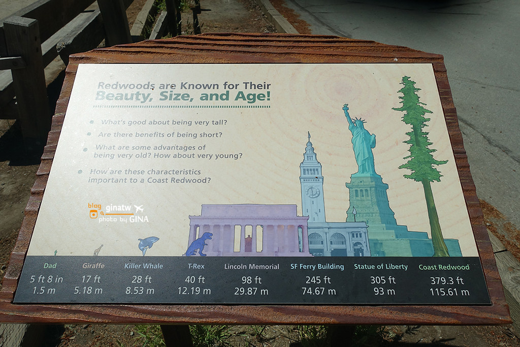 【2021舊金山景點】北部墨爾紅木公園｜穆爾森林國家紀念地（Muir Woods National Monument）一個人旅行半日遊 @GINA環球旅行生活