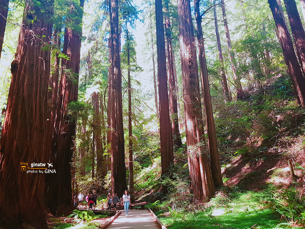 【2023舊金山景點】北部墨爾紅木公園｜穆爾森林國家紀念地（Muir Woods National Monument）一個人旅行半日遊 @GINA環球旅行生活