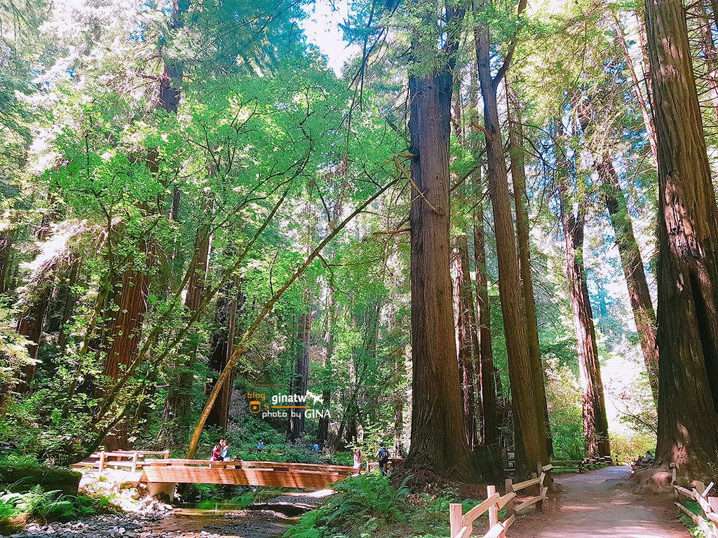 【2021舊金山景點】北部墨爾紅木公園｜穆爾森林國家紀念地（Muir Woods National Monument）一個人旅行半日遊 @GINA環球旅行生活
