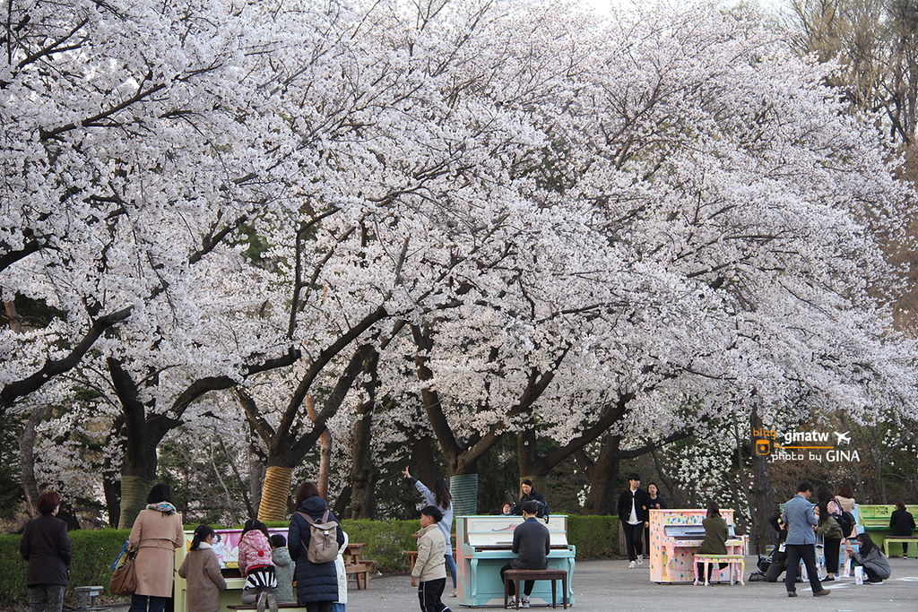 【首爾大公園】韓國賞櫻｜果川市滿滿的櫻花路，超好拍超美！ @GINA環球旅行生活