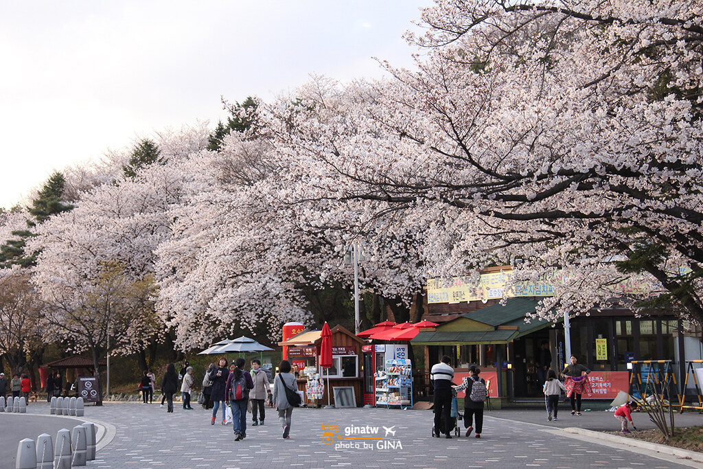 【首爾大公園】韓國賞櫻｜果川市滿滿的櫻花路，超好拍超美！ @GINA環球旅行生活