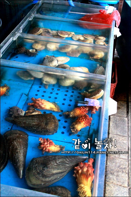 【2023札嘎其市場】釜山吃海鮮、生魚片必來！韓國最大魚市場 @GINA環球旅行生活