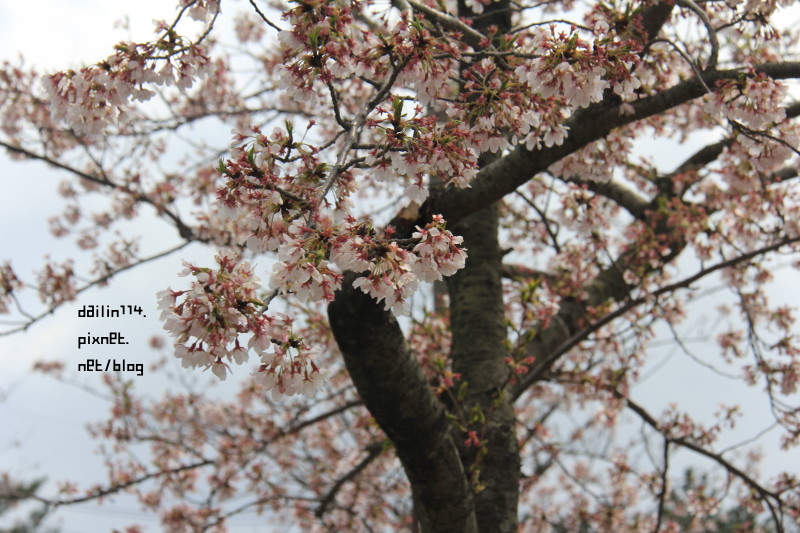 【2024濟州島櫻花】老衡洞賞櫻花｜春遊濟州之雨天後的櫻花也是粉美 @GINA環球旅行生活