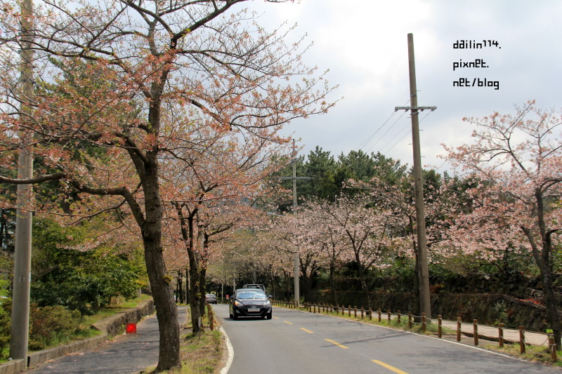 【濟州島櫻花】老衡洞賞櫻花｜春遊濟州之雨天後的櫻花也是粉美 @GINA環球旅行生活