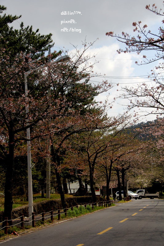 【濟州島櫻花】老衡洞賞櫻花｜春遊濟州之雨天後的櫻花也是粉美 @GINA環球旅行生活